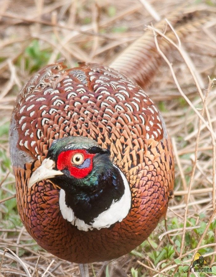 鸡鸡鸡鸡，野生的不能吃吗？是的
