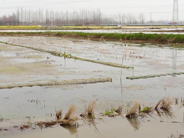 疫情后小龙虾市场将如何,疫情期小龙虾出路
