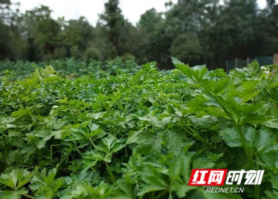 观察|打包生鲜供应和法律服务，湖南线上经济再提速