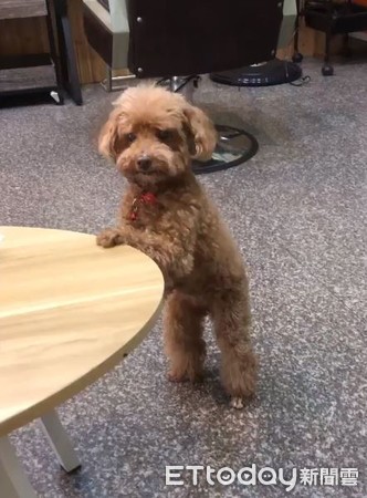 起床找不到枕边犬!爸一进厕所见它“扶墙喝水”