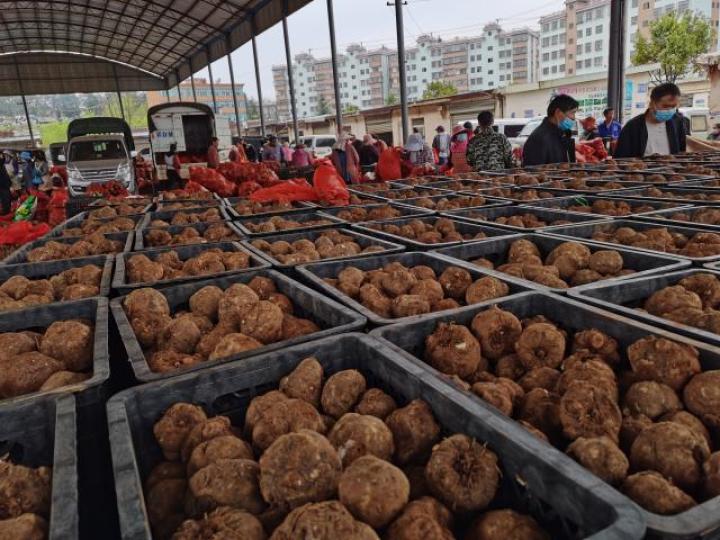 全国最大魔芋市场,富源富村魔芋