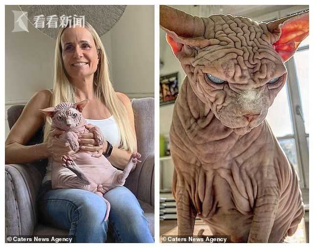 猫咪全身纯白色,猫咪全身无毛的视频