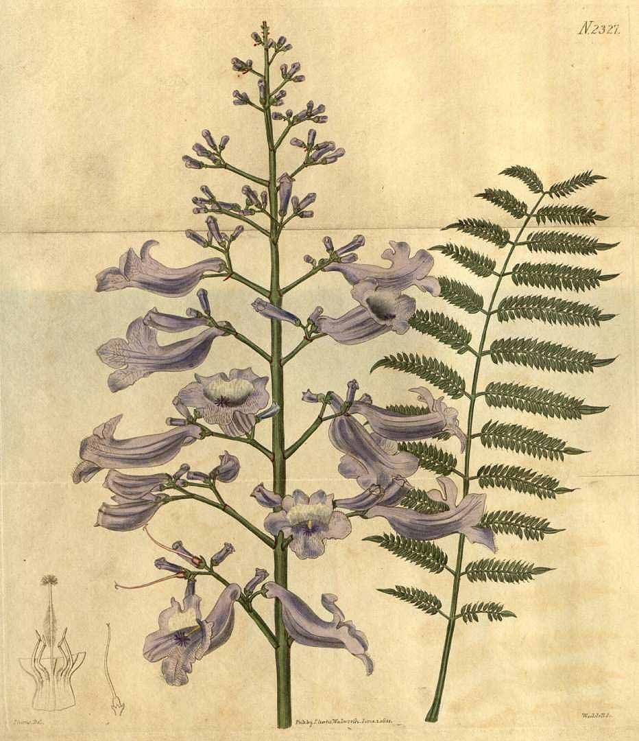 一起来植树的视频,今天适合植树吗