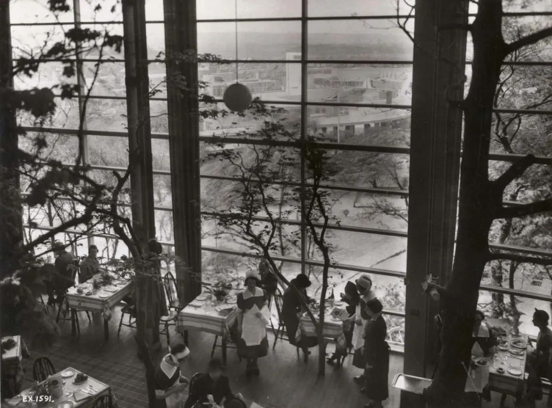 一起来植树的视频,今天适合植树吗