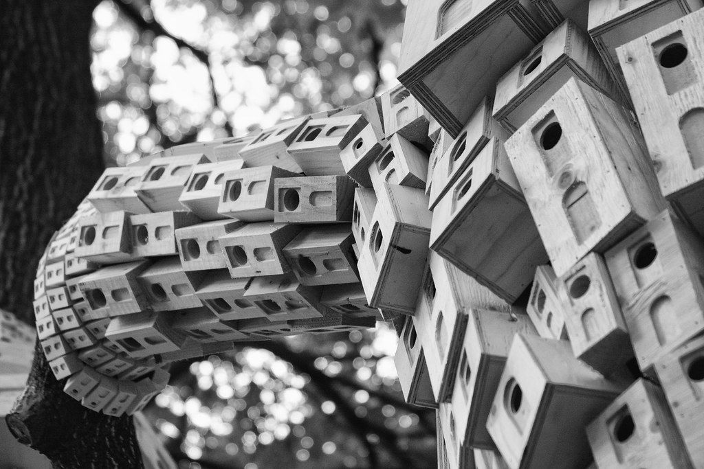 一起来植树的视频,今天适合植树吗