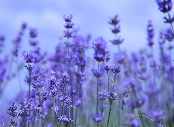 寻香|五彩斑斓的黑算什么，来见识一下五光十色的白