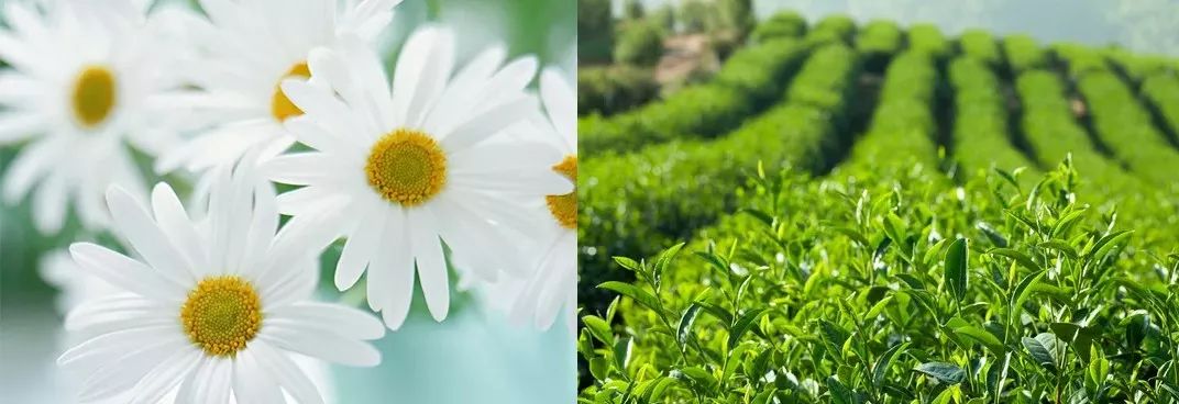 10鍒嗛挓娓呴櫎榛戝ご绮夊埡,榛戝ご绮夊埡鎸ゅ帇娓呯悊姣涘瓟绮楀ぇ