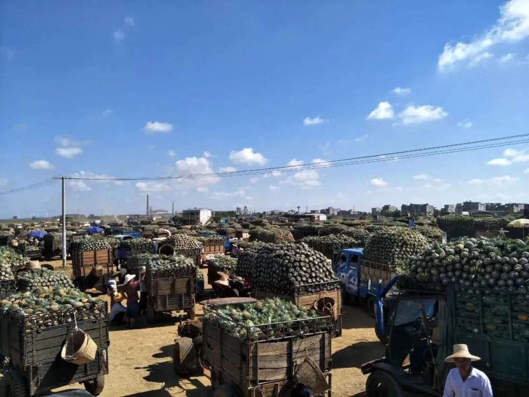 战疫助农在行动努力卖枇杷,战疫助农安徽省贫困县优质农产品