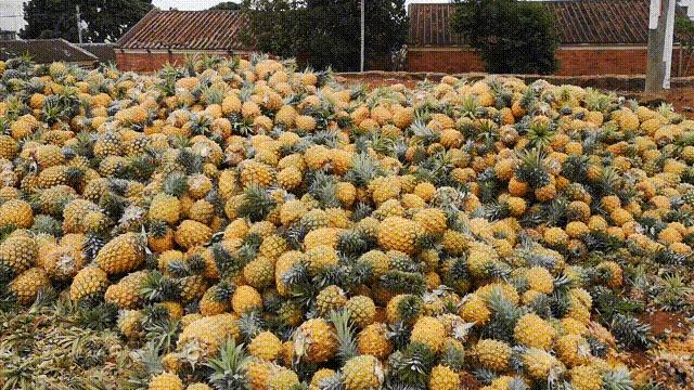 战疫助农在行动努力卖枇杷,战疫助农安徽省贫困县优质农产品