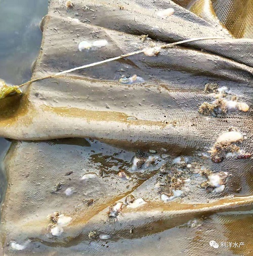 春季海参网箱放多大苗,网箱海参苗化皮的原因