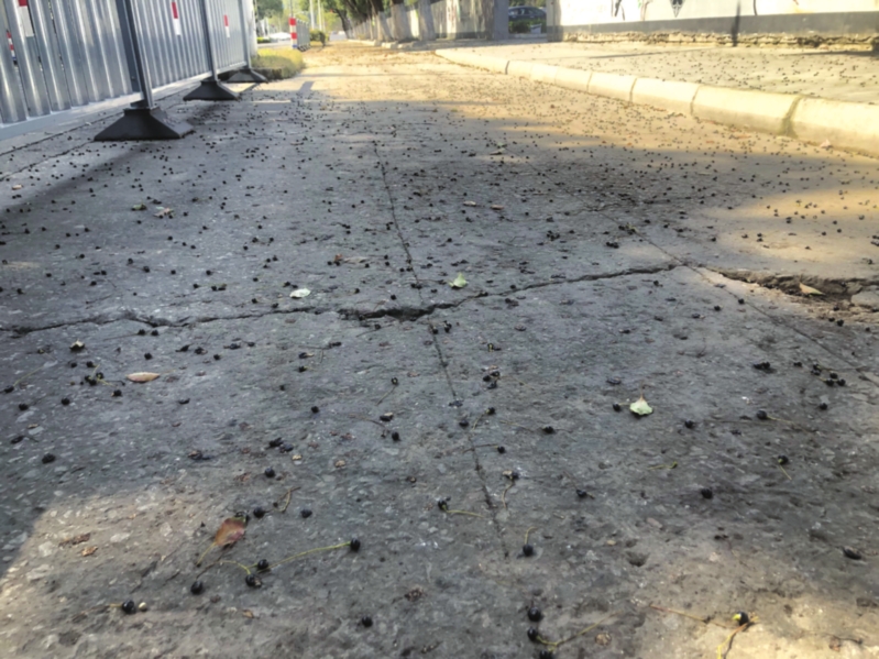 又到橙黄橘绿时硕果累累压枝头,又到冬桃成熟时完整版