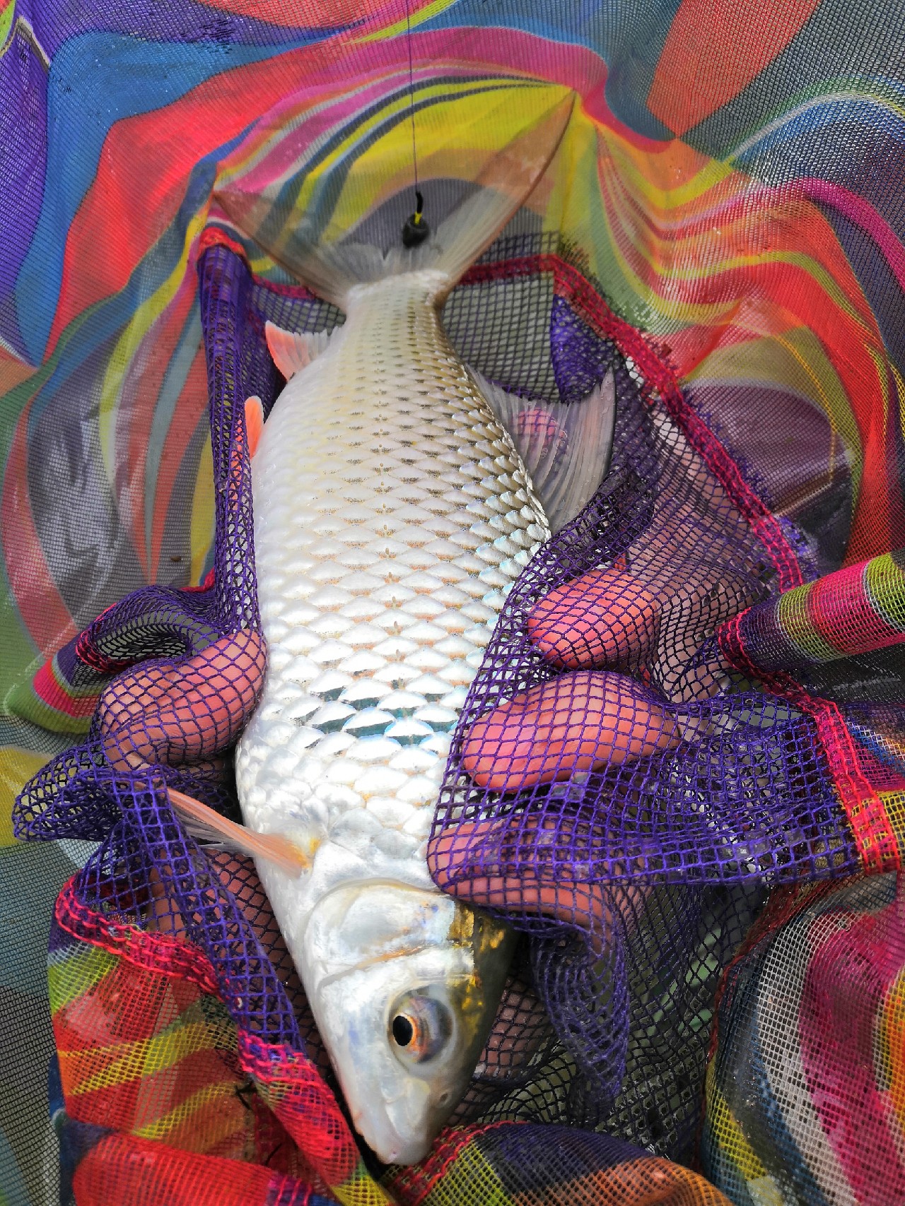 增江钓土鲮时间,增江土鲮爆护