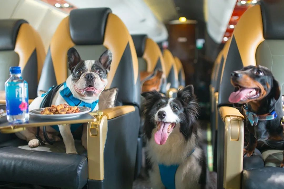 现在包一架飞机居然可以跟订机票一样简单