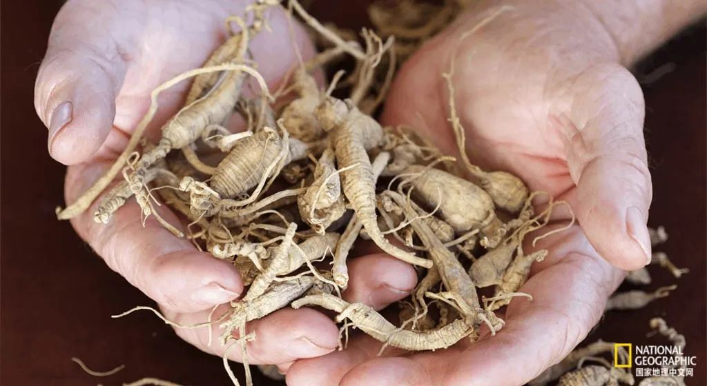 南北大战人参,人参对决