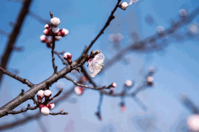 南京赏花地图请收好,江宁赏花好去处