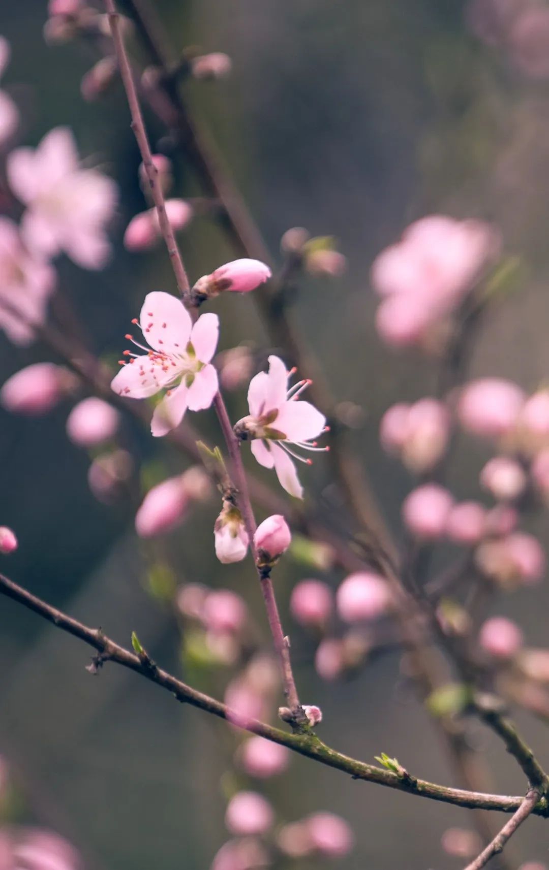 南京赏花地图请收好,江宁赏花好去处