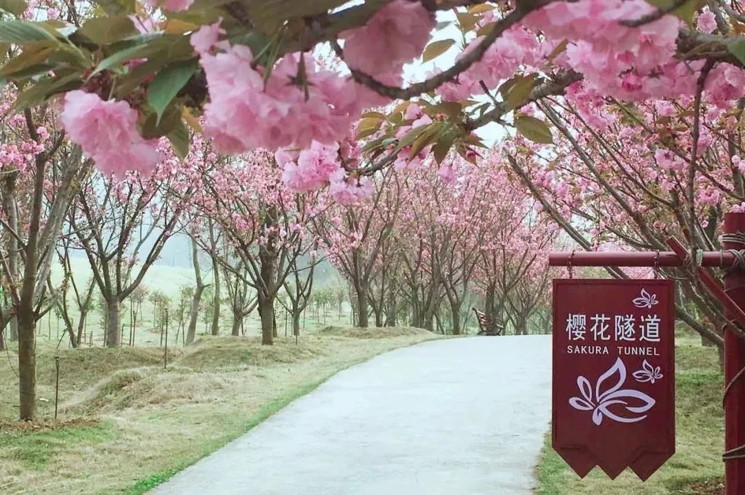 南京赏花地图请收好,江宁赏花好去处