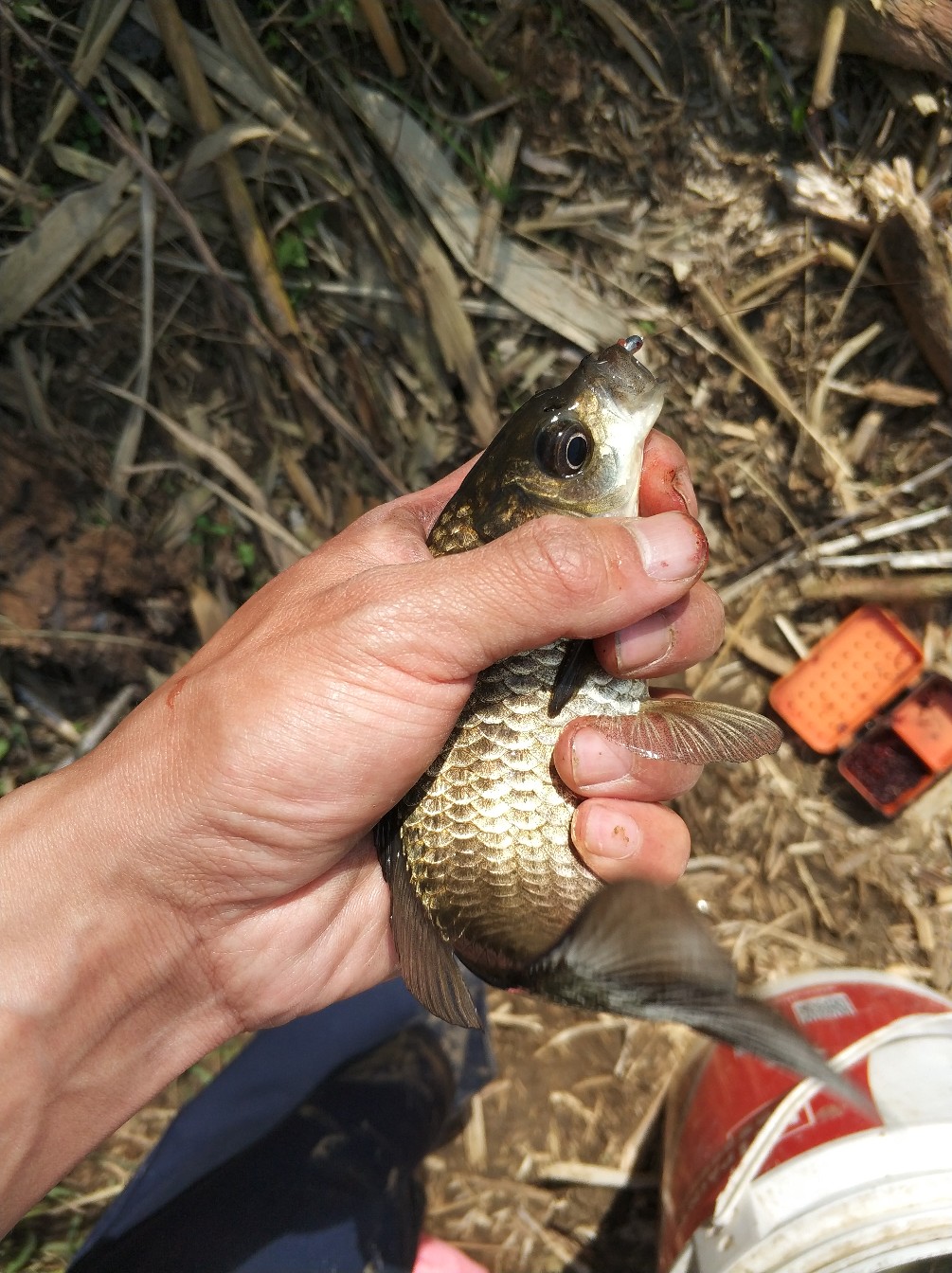 阳春三月秋高气爽,阳春三月太阳暖洋洋的