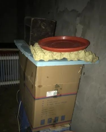 头皮发麻蟑螂竟当成宠物网上售卖,家里养了1万只蟑螂