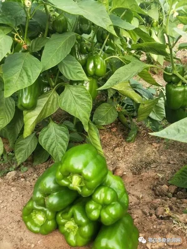 鄂尔多斯这个村放大招，公鸡也能认养了！｜推农品促增收