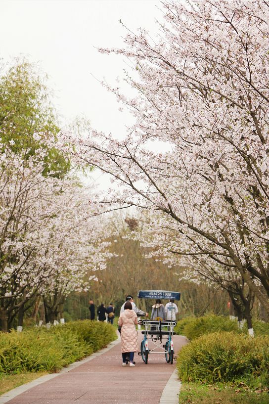 武大樱花雨现场,武大樱花周日还有票吗