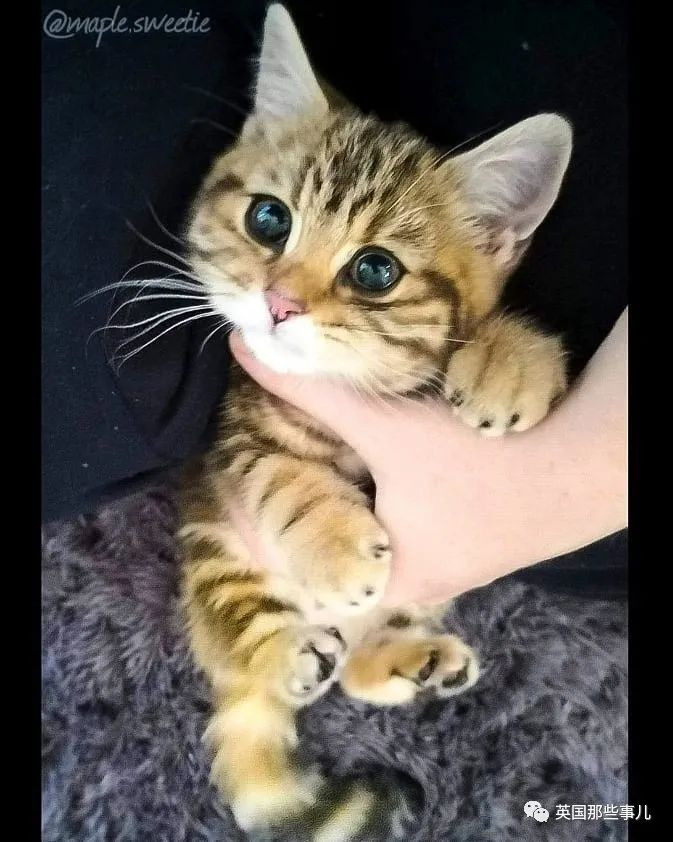 高颜值会笑的橘猫,又可爱又萌萌哒的小橘猫