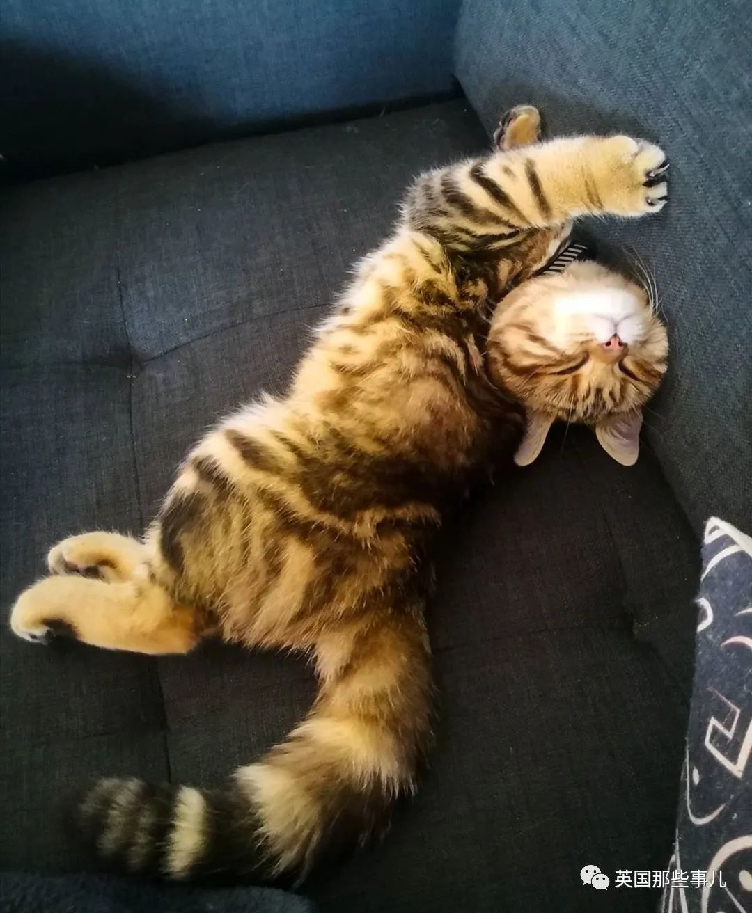 高颜值会笑的橘猫,又可爱又萌萌哒的小橘猫