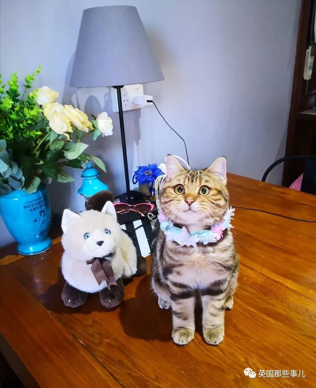 高颜值会笑的橘猫,又可爱又萌萌哒的小橘猫