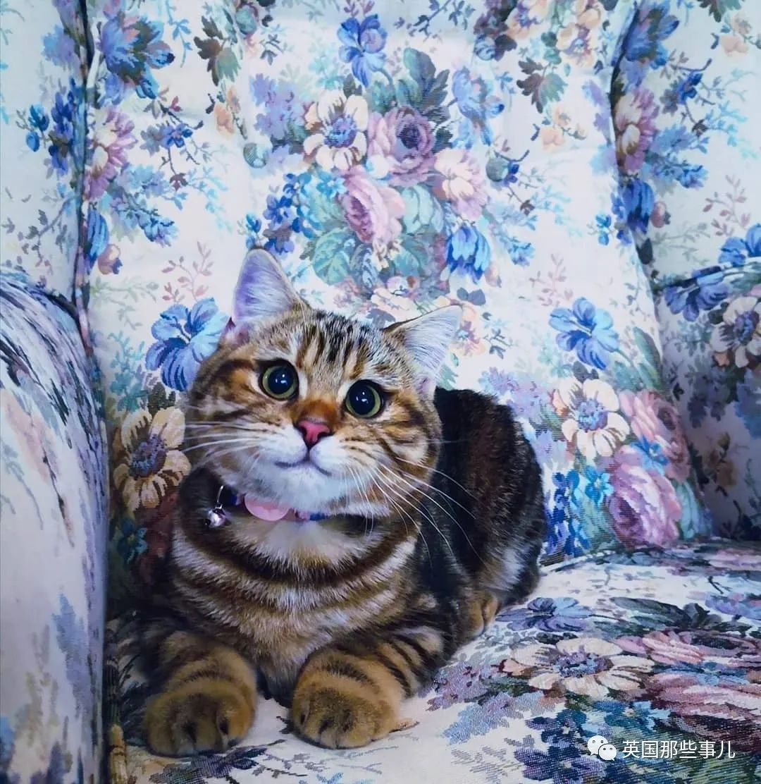 高颜值会笑的橘猫,又可爱又萌萌哒的小橘猫