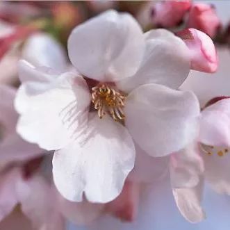 2020春季赏花指南,中国春色,满血复活