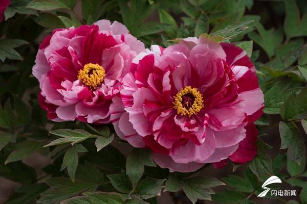 菏泽牡丹的前世今生,牡丹前世今生是谁