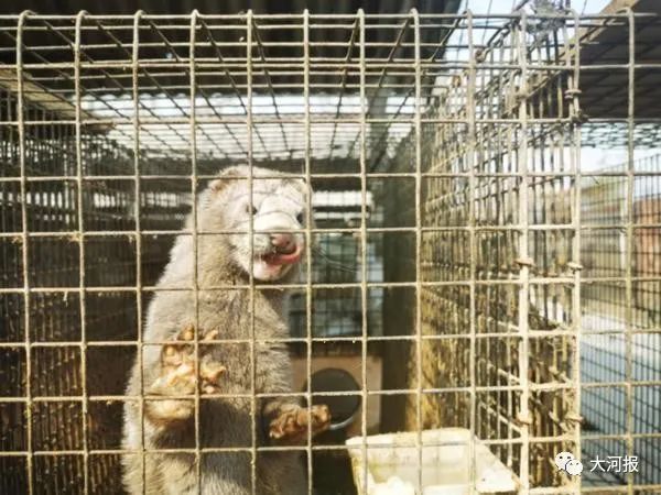 近千只水貂一夜死亡!河南养殖户欲哭无泪!鸭架是“元凶”?