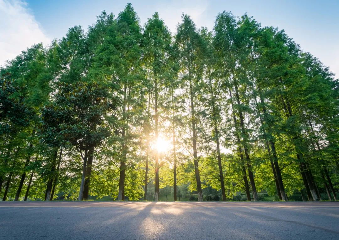 黄冈中学走下神坛,黄冈中学高三现状