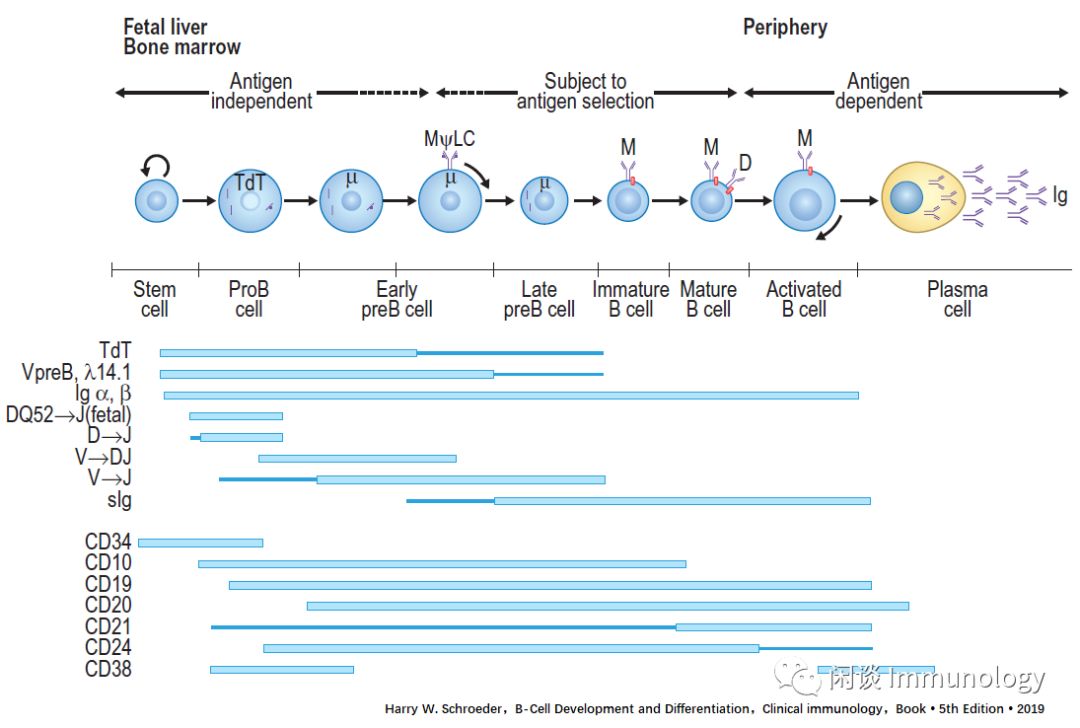 b细胞的发育,b细胞在ms中的作用机制图