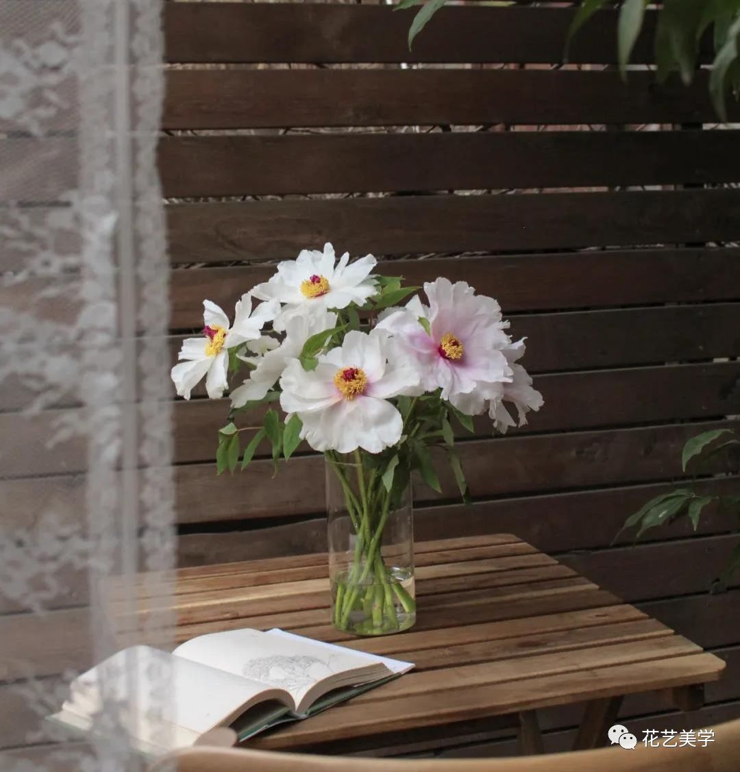 油牡丹有哪些颜色,春季油牡丹图片