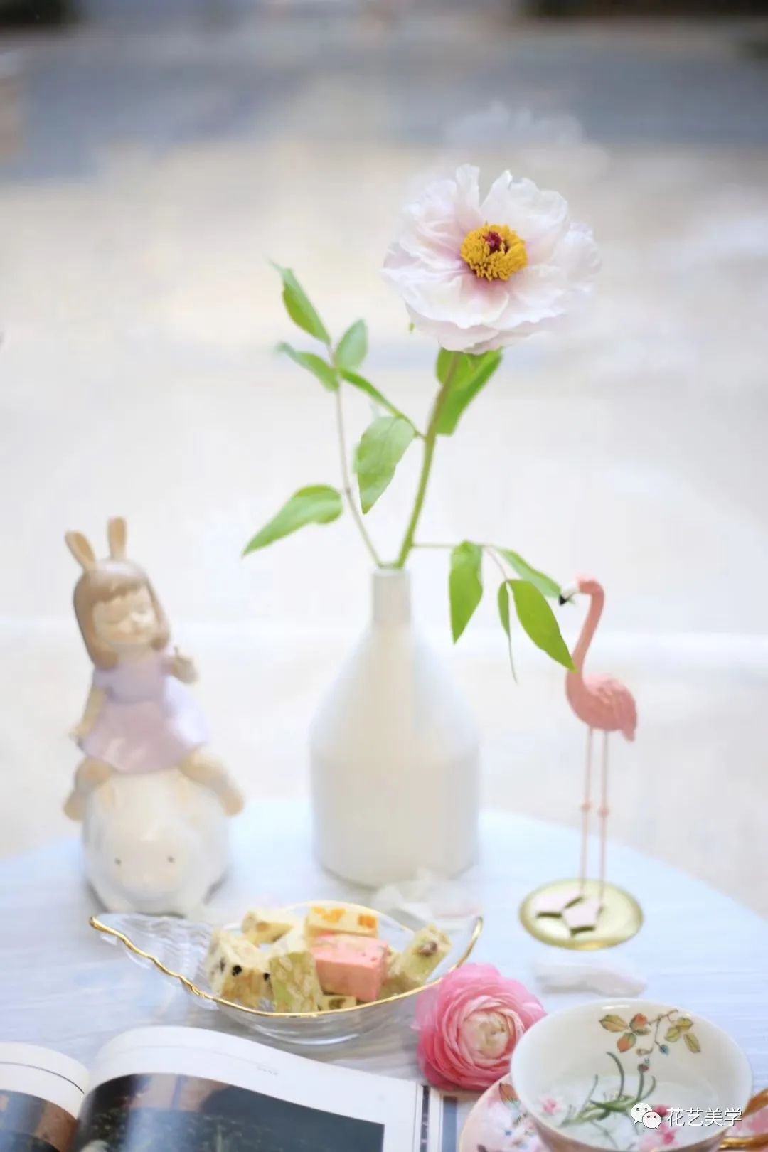 油牡丹有哪些颜色,春季油牡丹图片