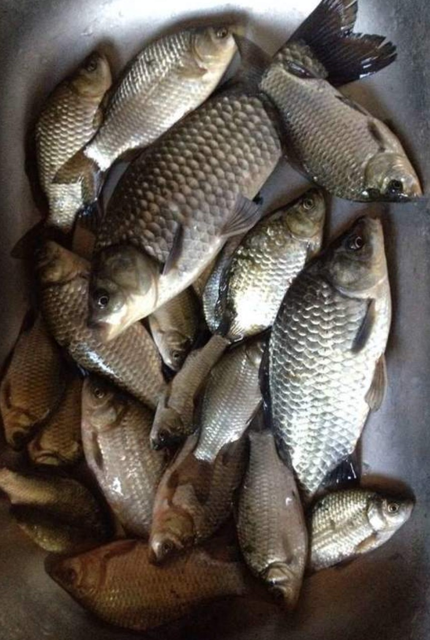 野钓中药酒米制作及配方,自制钓鱼酒米配方