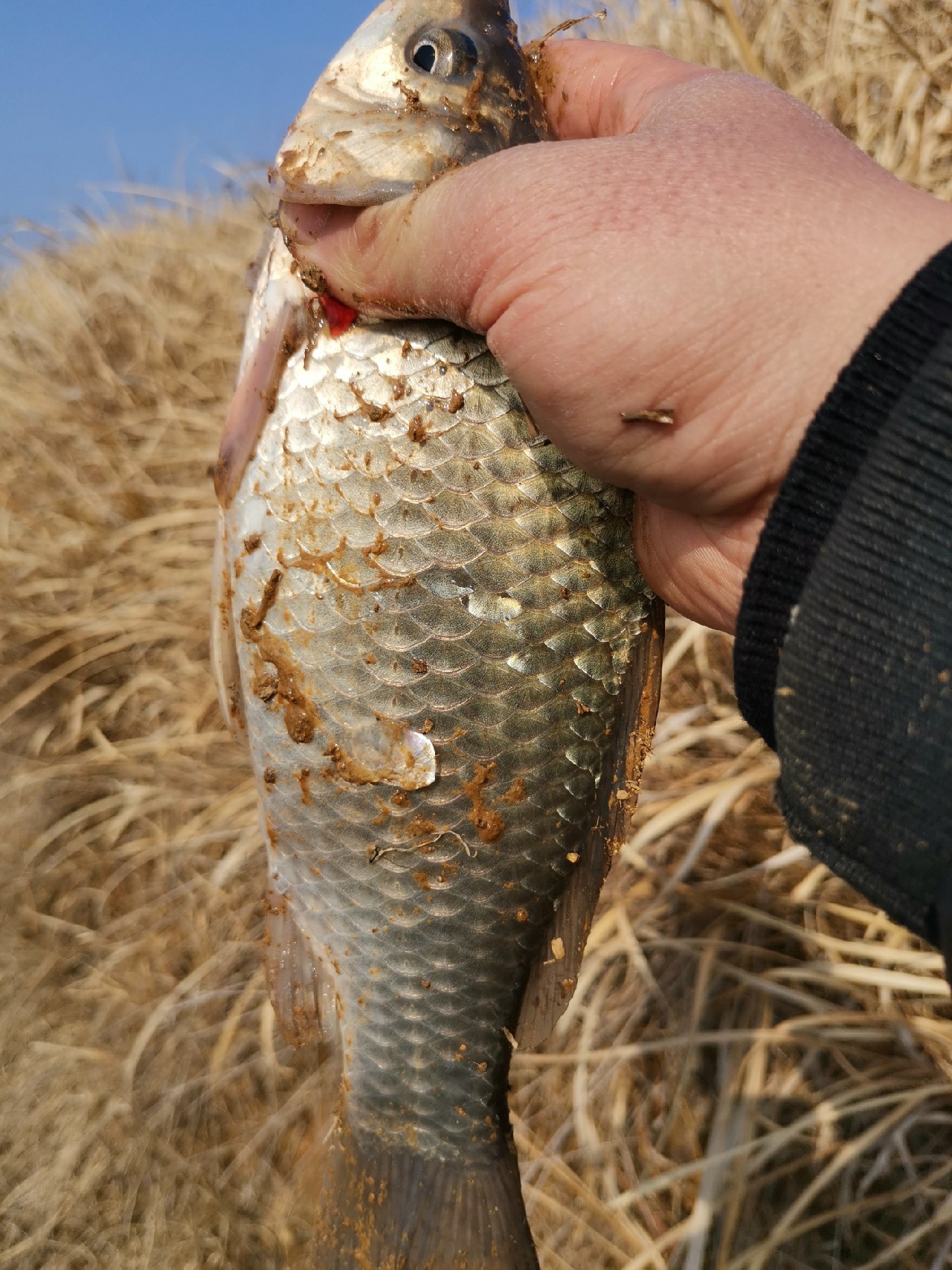 春天红虫钓鱼实战测试,春天矶竿滑漂钓鲫鱼视频