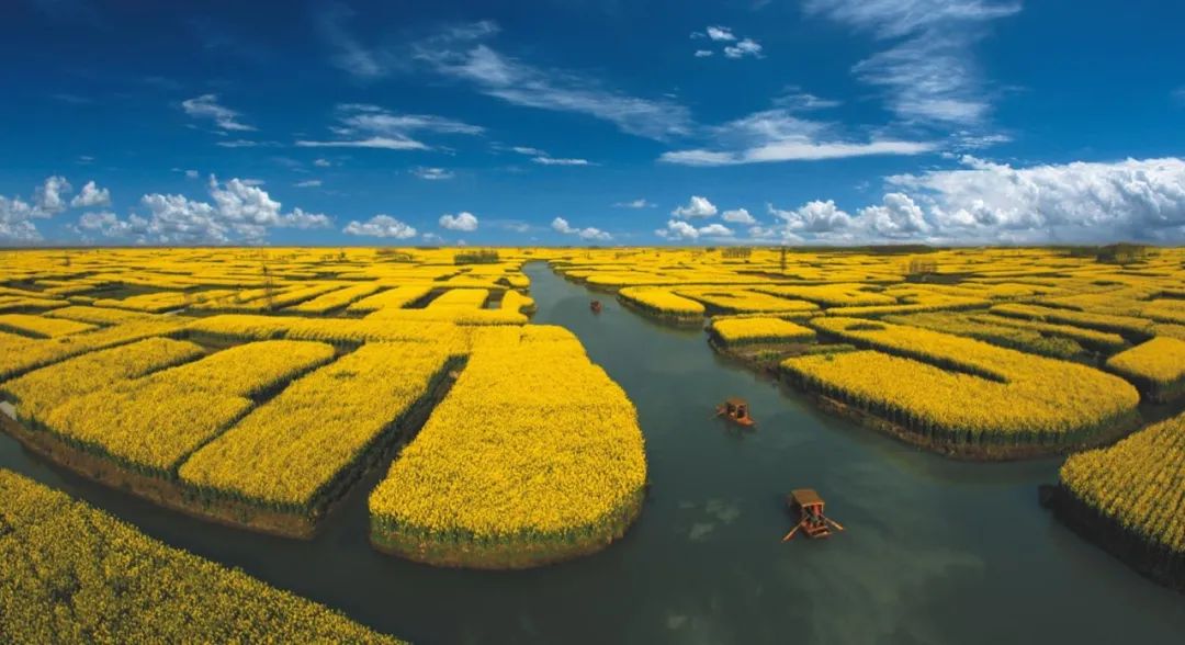 兴化千垛菜花攻略,兴化千垛菜花有多美