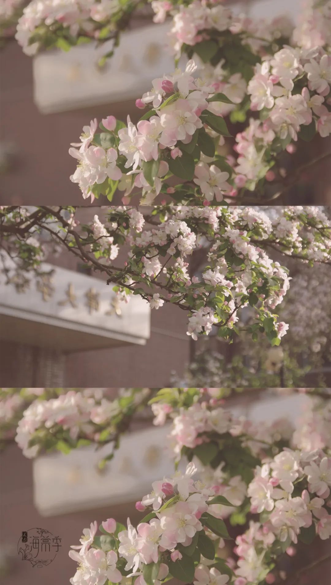 大海棠壁纸,大小海棠手机壁纸