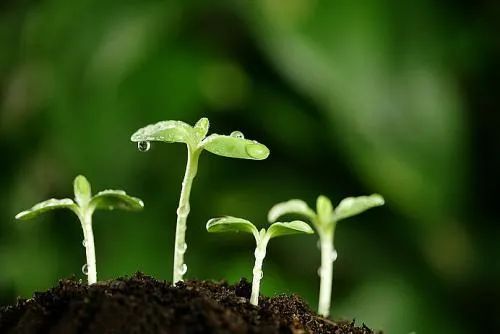 林语堂生活的艺术原文,林语堂生活的艺术摘抄