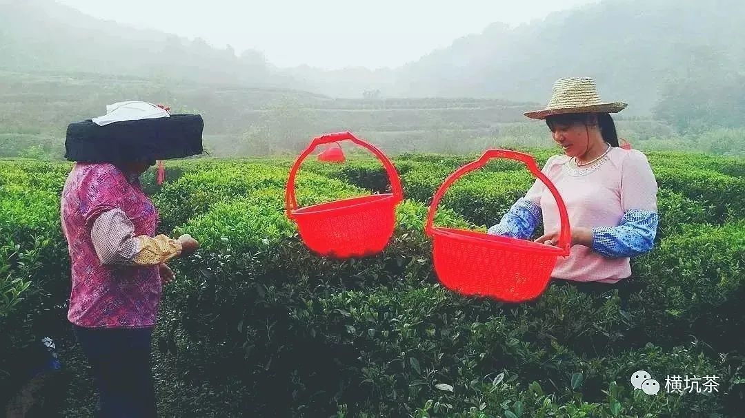 惠东这个村的茶叶400年历史，如今全村“发茶财”，总收入达2000万元