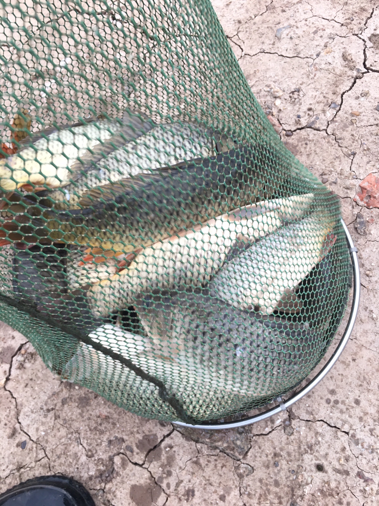 锵锵三人行余秀华读诗,锵锵三人行马未都邓亚萍