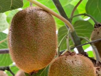 樱桃保存最佳方法快递,樱桃怎么样才能放冰箱保鲜