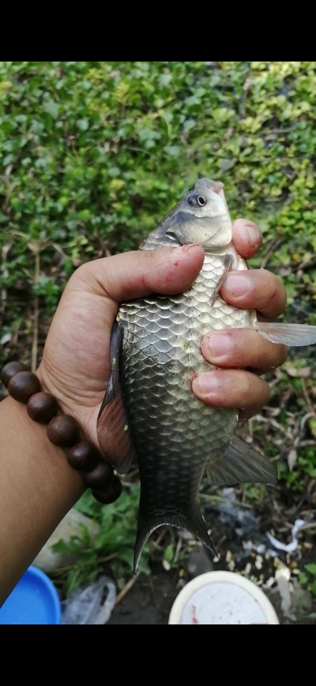 北方11-12月野钓策略,冬季野河野钓思路