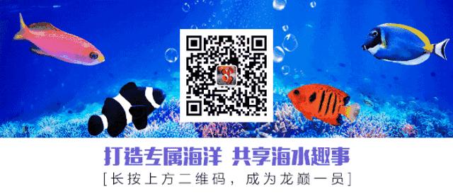 活珊瑚的正确养殖方法,姬珊瑚的养殖方法和注意事项