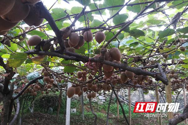 北湖区安和街道：就业产业两不误，茶叶“打赢”收*战官**