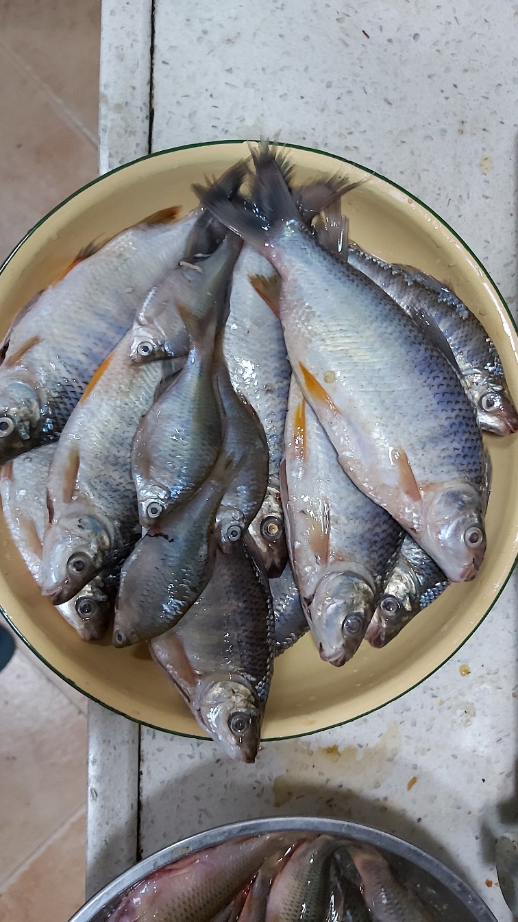 邕江巴西军团覆灭小记,钓友全军出击