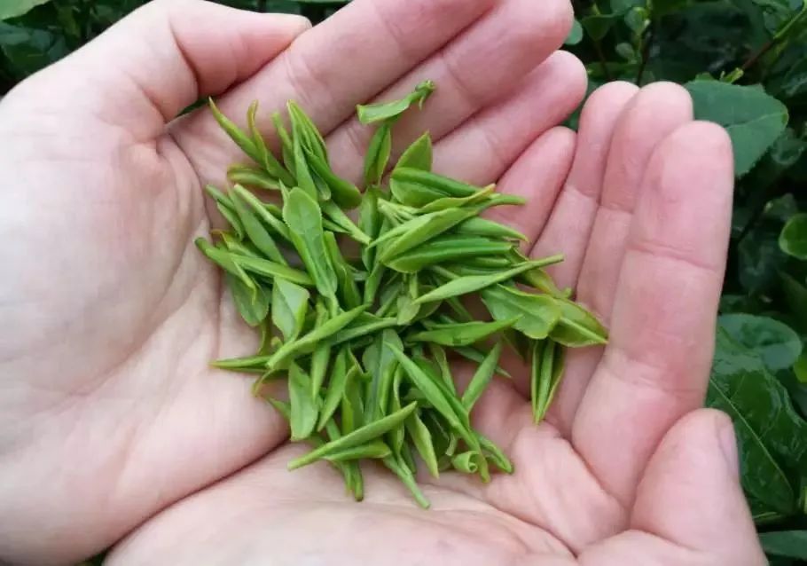 喝一口就忘不了的特级明前龙井,一年一次的明前龙井怎能错过