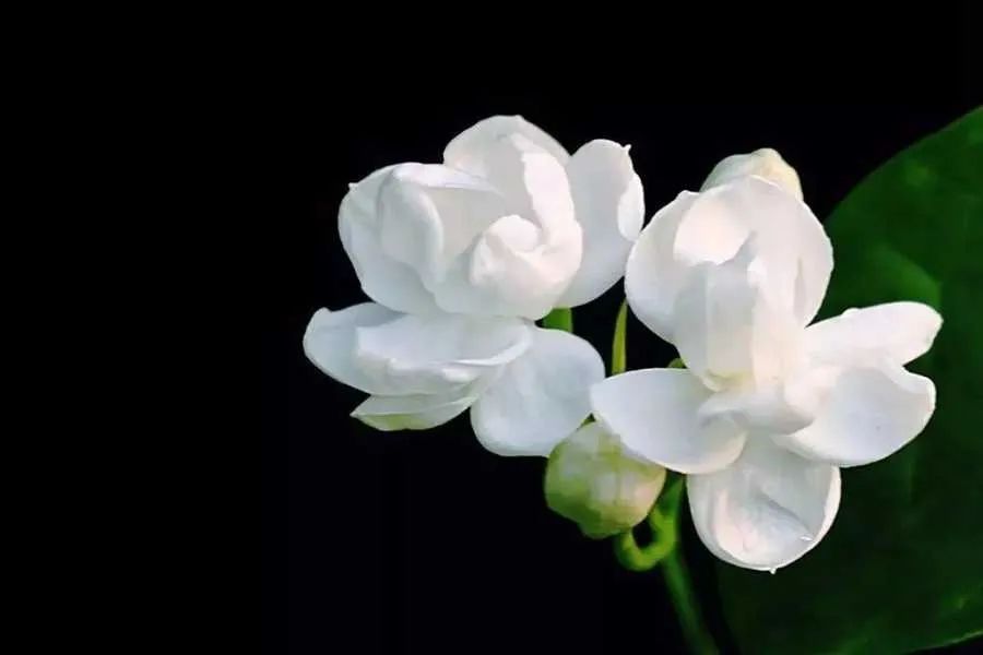 舌尖上的非遗横县茉莉花茶,非遗广西横县茉莉花茶